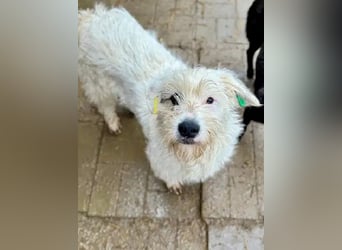 ♥KOKOS♥ süßer, ganz lieber und verschmuster Junghund, der ganz neu im Tierheim gelandet ist 40-45 cm