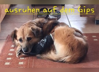 ♥DIDRIK♥ auf Pflegestelle bei Köln - süßer, lieber, dankbarer, blinder Purzel 45 cm