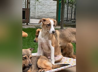 ♥HANJO♥ neu auf Pflegestelle bei Köln - zuckersüßer, sehr zutraulicher Welpe 49cm (wachsend)