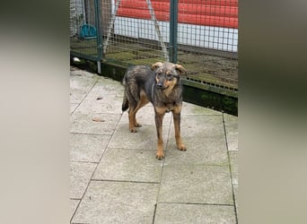 ♥FEE♥ auf Pflegestelle bei Köln - hübsche, ruhige, eher zurückhaltende, unkomplizierte Juniorin 49cm