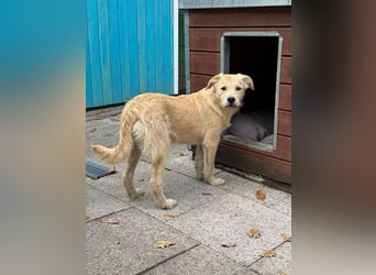 ♥BARNY♥ auf Pflegestelle bei Köln - zuckersüßer, anfangs noch vorsichtiger, verspielter Bub 44 cm