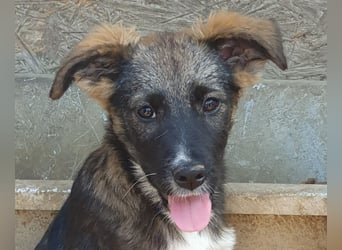 ♥HAZEL♥ wunderschöne, ganz menschenbezogene Herzenshündin - wird mittelgroß