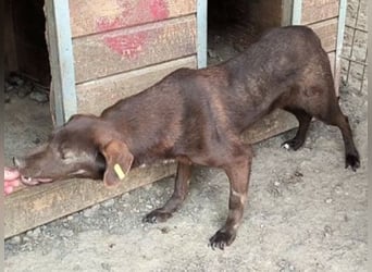 ♥MISSY♥ ab 15. Aug auf Pflegestelle in Köln - süße, zierliche, noch etwas vorsichtige Hündin 45cm