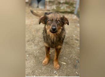 HERRO, Freund fürs Leben, 1,5 Jahre, 41 cm, Mischling, Tierschutz Rumänien