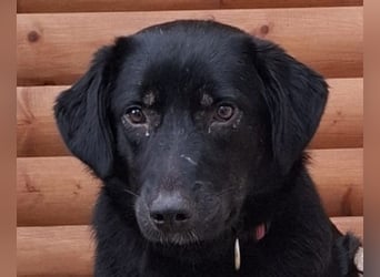 ♥MARIA♥ auf Pflegestelle bei Köln - süße, ruhige, unkomplizierte Junghündin 43 cm