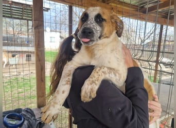♥MIRCO♥ wunderschöner tricolor-farbener, aufgeschlossener, verspielter Jungrüde - wird mittelgroß
