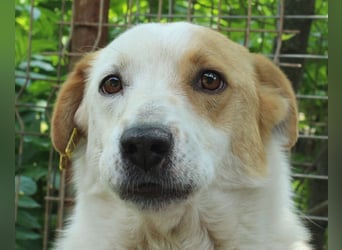 ♥ALAN♥ hübscher, offener, liebe Seele von Hund 45 cm