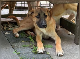 ♥HAGRID♥ neu auf Pflegestelle bei Köln - wunderschöner, verspielter Welpe 45 cm (wachsend)
