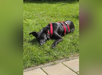 ♥SHADOW♥ verliert sein Zuhause bei Köln - süßer, verschmuster und temperamentvoller Junior 49cm