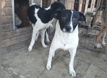 ♥SIMON♥ sehr menschenbezogener, hübscher Junghund, der als Familienhund geeignet ist 45 cm