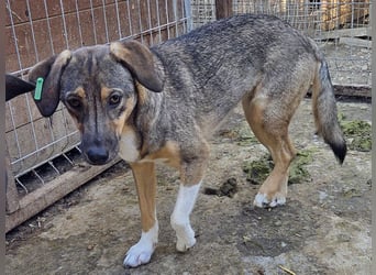 ♥STACY♥ süße, liebe, noch zurückhaltende Junghündin, die mit Liebe und Zeit aufblühen wird 45 cm