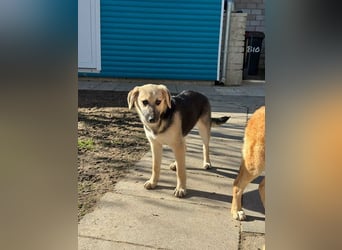 ♥DINA♥ auf Pflegestelle bei Köln-hübsches, liebes, verspieltes Welpenmädchen 42cm