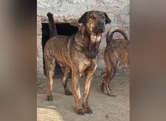 ⭐️ZICO⭐️, besonderes Seelchen, Rüde, 4 Jahre, 48 cm, Mischling, Tierschutz Rumänien