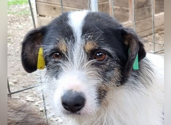♥FLORENCE♥ ab 9. Mai auf Pflegestelle bei Köln - bezaubernde, anfangs noch vorsichtige Hündin 48cm