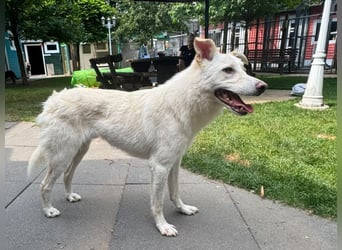 ♥BLANCO♥ auf Pflegestelle bei Köln - sportlicher, zarter, ganz lieber und sensibler Rüde 48cm