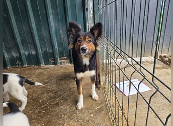 ♥SALOME♥ neu auf Pflegestelle bei Leverkusen - bildhübsche, sensible, kluge Hundemama 49cm
