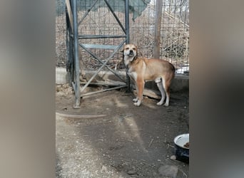 ⭐️KODA⭐️, vorsichtiger Rüde, 4,5 Jahre, 45 cm, Mischling, Tierschutz Rumänien