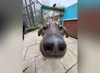 ♥FEE♥ auf Pflegestelle bei Köln - hübsche, ruhige, eher zurückhaltende, unkomplizierte Juniorin 49cm