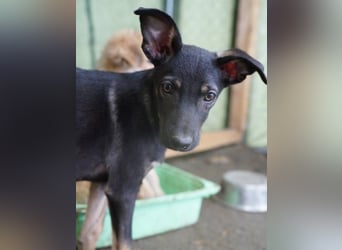 ⭐️Kuki⭐️, Hündin, Frohnatur, 36 cm, Mischling, Tierschutz