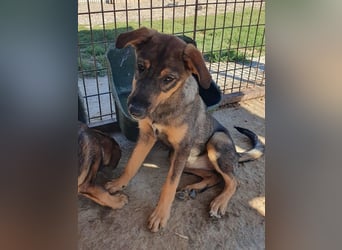 ♥FEE♥ hübsche, braun-grau gestromte Juniorin mit einem ganz besonders feinen Wesen 45 cm (wachsend)