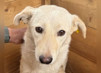 ♥ELLA♥ besonders hübsche, sanfte, noch vorsichtige Hündin 49 cm