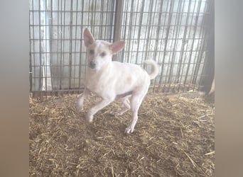♥KIJANO♥ unglaublich verschmustes und menschenbezogenes Hundemännchen 48 cm