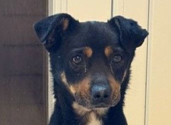 ♥OLIVER♥ auf Pflegestelle bei Köln - süßer, unkomplizierter Rüde - eine wahre Seele von Hund 42 cm