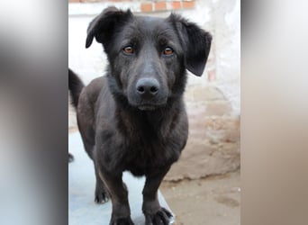 ⭐️COSTEL⭐️, lieber Charakter-Kopf, Rüde, 3,5 Jahre, 42 cm, Mischling, Tierschutz Rumänien