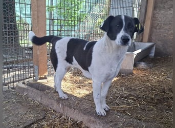 ♥AFRICA♥ zuckersüße, hübsche, noch unsichere Juniorin 42 cm