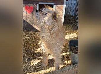 ♥PUMBA♥ hübsche, ruhige, sensible, ganz liebe Hündin mit längerem Fell 47 cm