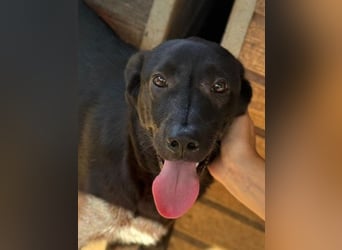 ♥JAMIE♥ ab 27. Jun auf Pflegestelle bei Köln - fröhlicher, aufgeschlossener echter Herzenshund 50cm