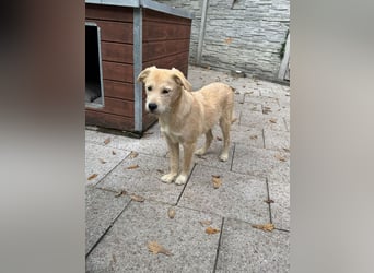 ♥BARNY♥ auf Pflegestelle bei Köln - zuckersüßer, anfangs noch vorsichtiger, verspielter Bub 44 cm