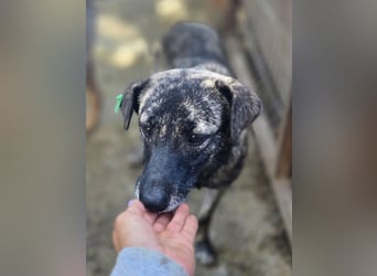 ♥MABLE♥ wunderschöne braun gestromte, ganz liebe, anfangs noch etwas vorsichtige Junghündin 47 cm