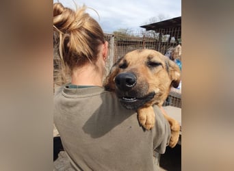 ♥MALAIKA♥ wunderschöne, fröhliche, aktive Hündin mit ganz viel Charme 50 cm