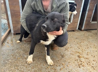 ♥MARVIN♥ zuckersüßer, ganz lieber, im Tierheim völlig verängstigter armer Schatz 48 cm