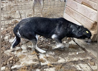 ♥RONI♥ sanfte,hübsche, liebe,anfangs noch schüchterne Hündin,die sicher schnell Vertrauen fasst 47cm