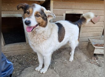 ♥PEPPINO♥ ganz verschmuster und menschenbezogener Rüde mit einer besonderen Fellzeichnung 50 cm