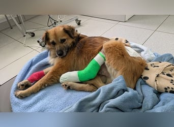 ♥DIDRIK♥ auf Pflegestelle bei Köln - süßer, lieber, dankbarer, blinder Purzel 45 cm