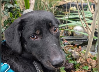♥MARIA♥ auf Pflegestelle bei Köln - süße, ruhige, unkomplizierte Junghündin 43 cm