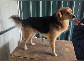 ♥FLICK♥ neu auf Pflegestelle bei Köln - wunderschöner, ganz verschmuster und aktiver Rüde 50 cm