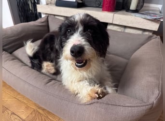 ♥OLE♥ neu auf Pflegestelle bei Köln - süßer, unkomplizierter, lieber Rüde mit tollem Charakter 45cm