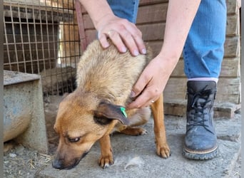 ♥PETER♥ süßer, so lieber Rüde,der neu im Tierheim gelandet ist und nicht weiß,wie ihm geschieht 46cm