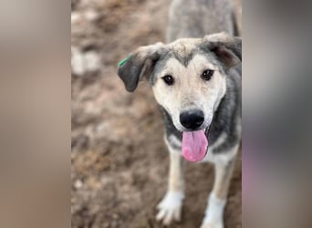 ♥BABU♥bildschöner Prachtjunge,den wir mit seinem besonderen Charme gleich ins Herz geschlossen haben