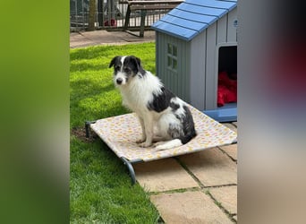 ♥FLORENCE♥ neu auf Pflegestelle in Köln - bezaubernde, anfangs noch vorsichtige Hündin 47 cm