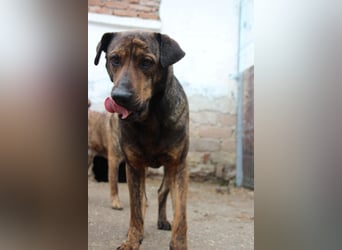 ⭐️ZICO⭐️, besonderes Seelchen, Rüde, 4 Jahre, 48 cm, Mischling, Tierschutz Rumänien