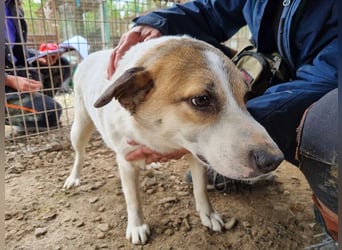 ♥MONTANA♥ süße, unkomplizierte, liebe, ruhige Hündin, die schon 2 Jahre im Tierheim wartet 49 cm
