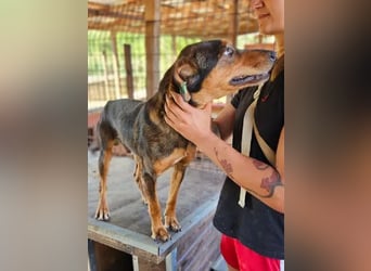 ♥GAROU♥ wunderschöner rotbraun-schwarzer, anhänglicher Rüde mit unglaublicher Lebensfreude 50 cm