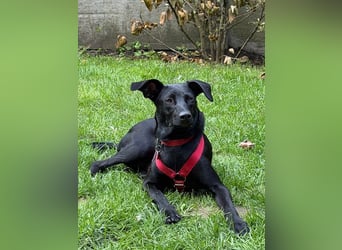 ♥SHADOW♥ verliert sein Zuhause bei Köln - süßer, verschmuster und temperamentvoller Junior 49cm