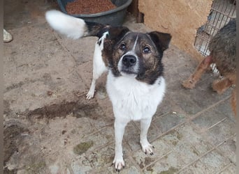 ♥LUCA♥ wunderschöner, total verschmuster, sehr menschenbezogener, sportlicher Junior 42 cm