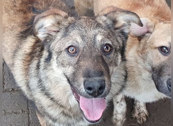♥ALISON♥ bezaubernde, verschmuste Junghündin voller Lebensfreude 49 cm